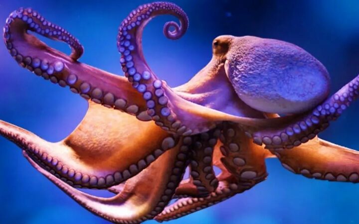 The origins of the octopus are revealed in a half-billion-year-old new species