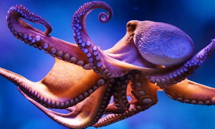 The origins of the octopus are revealed in a half-billion-year-old new species